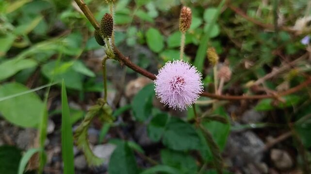 Mimosa pudica (Sensitive Plant) flower blooming in the garden. Although often considered a weed, Mimosa pudica has various traditional and pharmacological health benefits