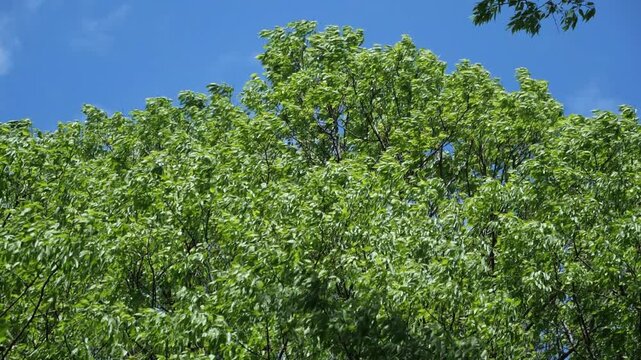 Slow motion tree top leaves moving by the wind