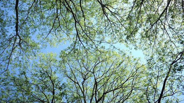 Treetops seen from below, looking up at the tree top with blue sky, flat lay nature background video with copy space. Springtime concept