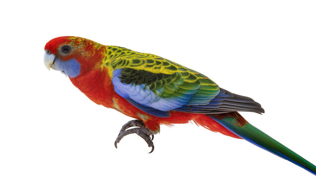 Colorful Eastern Rosella parrot with vibrant plumage, isolated on transparent background