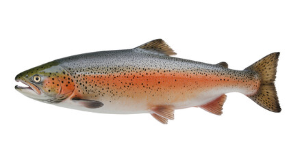 Fototapeta premium Rainbow trout fish with orange stripe and black spots, isolated on transparent background