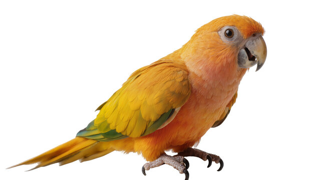 Bright orange and yellow Sun Conure parrot with green wing accents, isolated on transparent background