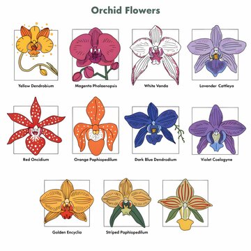 Set of various orchid species illustrations with names, hand-drawn botanical flower collection.