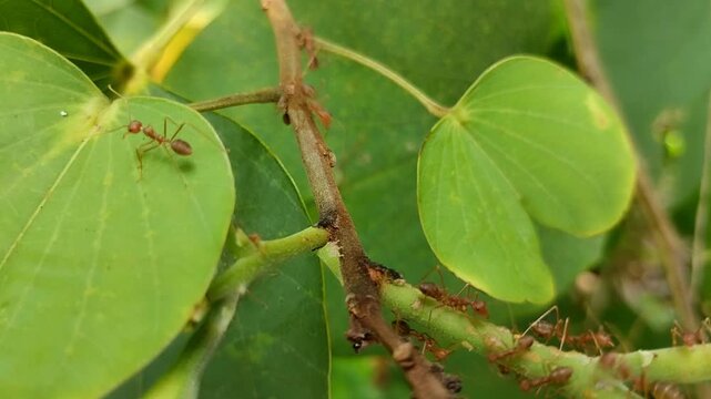 A weaver ant (Oecophylla smaragdina) crawling on a tree branch. A wildlife concept of insects in their natural tropical forest habitat