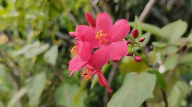 Closeup of vibrant pink Peregrina flower (Jatropha integerrima) blooming in a garden