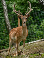Obraz premium Majestic fallow deer buck with velvet antlers in forest setting.