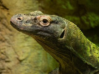Fototapeta premium Close-up portrait of a powerful Komodo dragon in the wild.