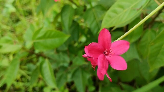 Closeup of vibrant pink Peregrina flower (Jatropha integerrima) blooming in a garden