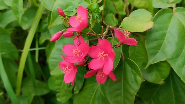 Closeup of vibrant pink Peregrina flower (Jatropha integerrima) blooming in a garden