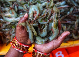 bunch of tiger prawn Penaeus monodon in hand of an south asian woman from different angle © FISH