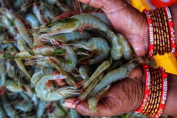 bunch of tiger prawn Penaeus monodon in hand of an south asian woman from different angle © FISH