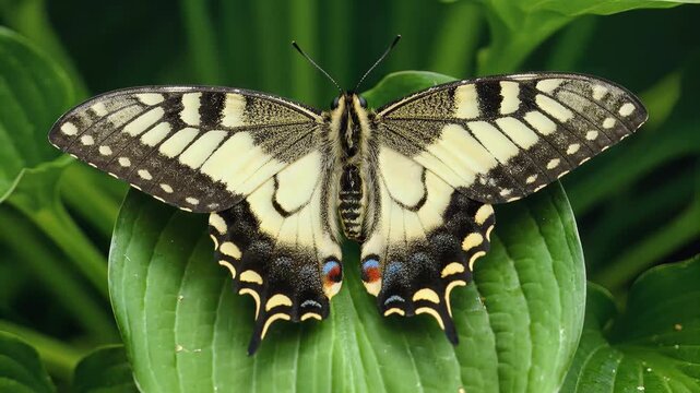 Close-up of an Eastern Tiger Swallowtail butterfly resting on a green leaf