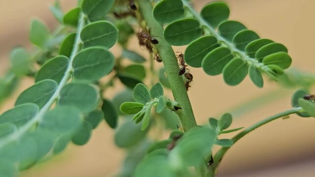 Ants and Aphids Colony on Plant Stem Macro Close Up in Natural Environment