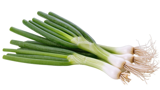 Fresh green onions with roots and white bulbs, isolated on transparent background