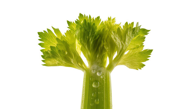 Fresh green celery stalk with water droplets, isolated on transparent background