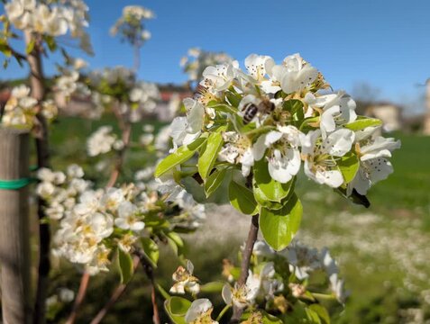 Un&rsquo;ape raccoglie nettare su piccoli fiori bianchi primaverili, in un ambiente naturale illuminato dal sole, catturando un momento di impollinazione essenziale per la biodiversit&agrave;