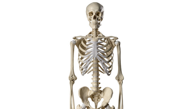 Human skeleton anatomy detailed bone structure, isolated on transparent background