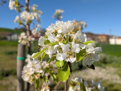 Fiori bianchi primaverili in piena fioritura, ripresi in macro su un ramo illuminato dal sole, con sfondo naturale sfocato