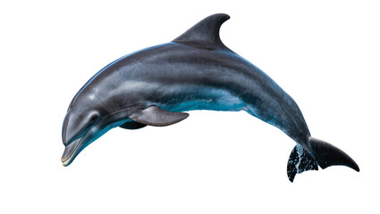 Graceful bottlenose dolphin leaping, isolated on transparent background © GODSTOX