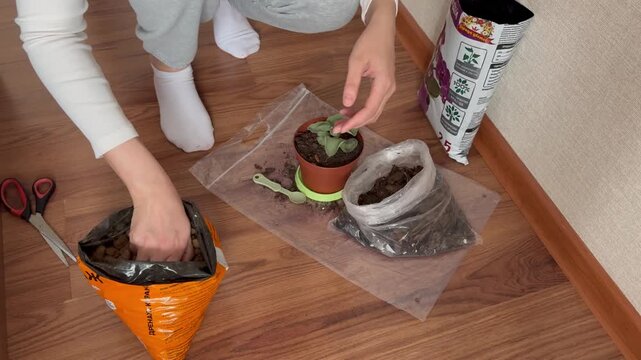 Top front view of a woman planting a flower into a pot. Gardening activity at home, caring for houseplants and working with soil. Cozy lifestyle concept of indoor gardening and plant care seen from ab
