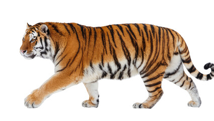 Fototapeta premium Majestic Bengal tiger walking, isolated on transparent background