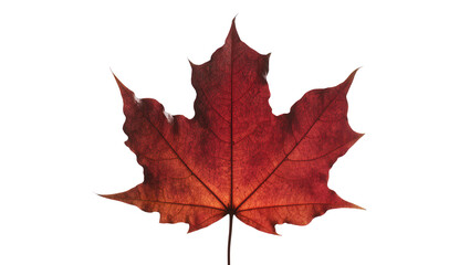 Single deep red maple leaf with visible veins, isolated on transparent background © GODSTOX