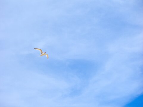The red-billed tropicbird (Phaethon aethereus) in flight. Blue sky. Cape Verde.