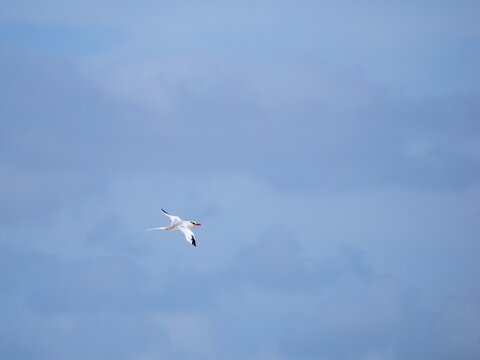 The red-billed tropicbird (Phaethon aethereus) in flight. Blue sky. Cape Verde.