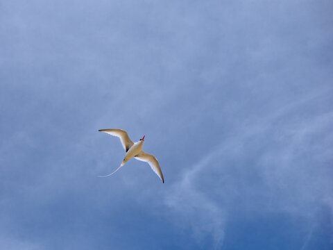 The red-billed tropicbird (Phaethon aethereus) in flight. Blue sky. Cape Verde.