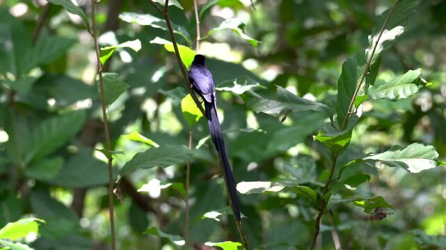 Seychelles Paradise Flycatcher Male (Terpsiphone corvina) Perched on a Branch in Veuve Nature Reserve, La Digue Island.