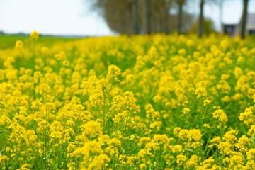 Obraz premium Field with colorful flowers in bright sunlight in springtime, Almere, Flevoland, The Netherlands, April 8, 2026