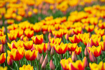 Obraz premium Field with colorful flowers in bright sunlight in springtime, Almere, Flevoland, The Netherlands, April 8, 2026