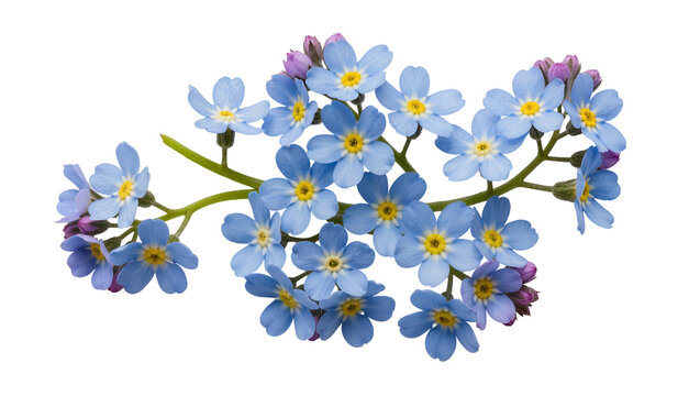 Cluster of delicate blue forget-me-not flowers with yellow centers, isolated on transparent background