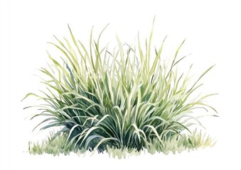 Fototapeta premium Ornamental Grasses plant grass illustration.