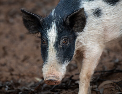 Feral pig close=up
