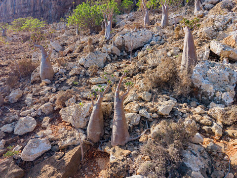Aerial view of the arid landscape dotted with unique bottle trees clinging to rocky slopes in the Hoq cave, Erissel, Socotra, Yemen.