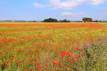 Obraz premium Spring in Italy. Springtime landscape - poppy flower field in Apulia region of Italy.