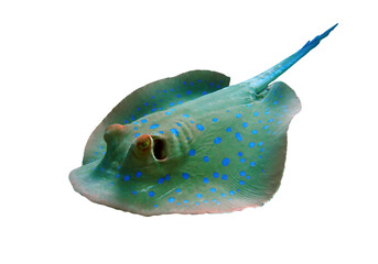 Blue Spotted Stingray Fish Isolated on White Background © ELKAHLAOUI