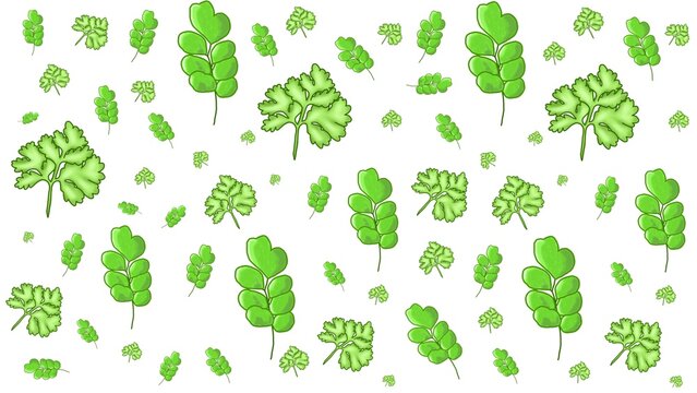 Fresh green leaves seamless pattern on white background. Moringa and celery leaf vector botanical illustration.