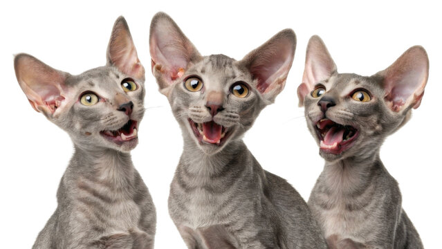 Three funny gray oriental shorthair cats meowing together, cute animal chorus. happy and expressive group of peterbald kittens singing song while looking at camera