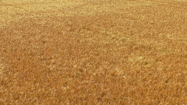 Rye field with dense golden stems across large farmland. Wheat crop growing on dry summer soil in rural agricultural area. Barley grain covering open countryside field before seasonal harvest