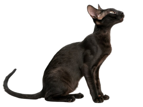 Elegant black cat, an oriental shorthair feline, sitting in calm profile. Isolated pet animal on transparency background looking up with curious, graceful posture