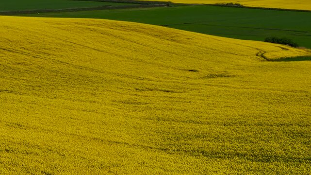 Blossom rapeseed covering rolling farming field. Yellow canola flowering across agriculture landscape. Blooming oilseed plants spreading on cultivated hills. Vibrant rapeseed stretching through spring
