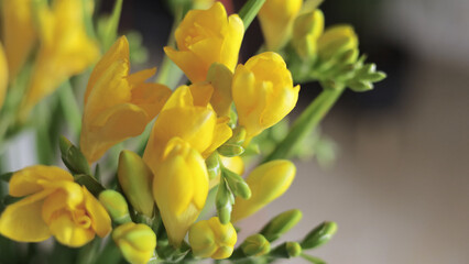 Fototapeta premium Bright Yellow Freesia Flowers in Natural Light