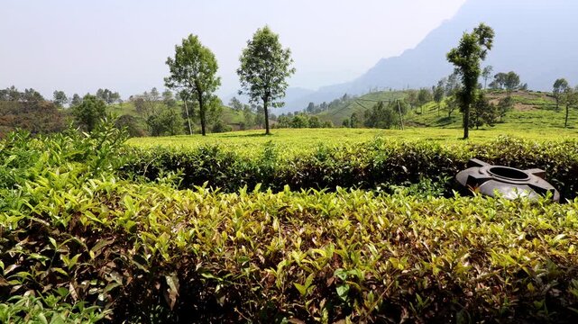 Tea garden scenic view outdoor in nature during springtime
