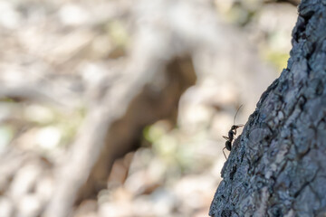 Single ant climbing tree bark in minimalist composition with copy space, perseverance and determination concept in natural outdoor environment with soft blurred background