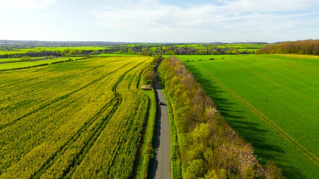 Aerial countryside road passing between blooming rapeseed field and green farmland with passenger car traveling forward. Rural transport route bordered by trees and hedgerows across agricultural