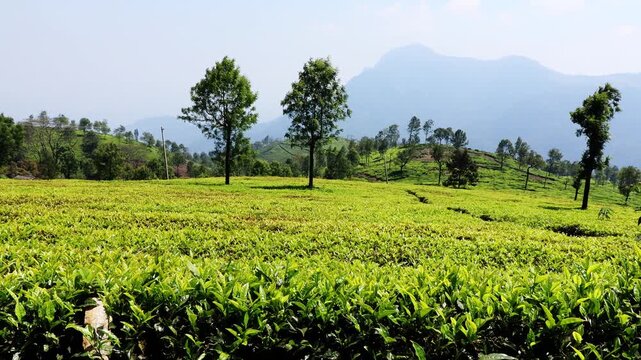Tea garden scenic view outdoor in nature during springtime
