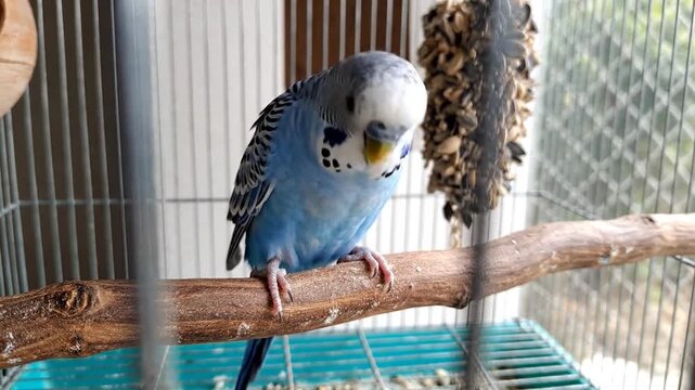 Blue Budgerigar Bird Perched on Branch in Cage Tilting Head Down