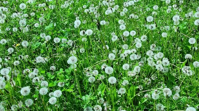 Dandelion meadow filled with white seed heads moving in breeze, dandelion plants cover grass field, soft green background, peaceful outdoor mood, natural seasonal nature concept. natural backdrop.